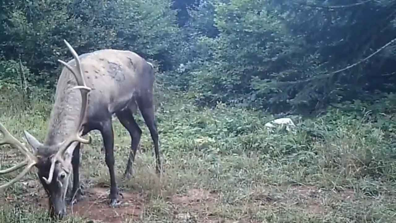 Samanlı Dağları’na salınan kızıl geyikler fotokapanlara yansıdı